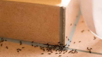 Ants Photo