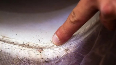 Bed Bug Photo