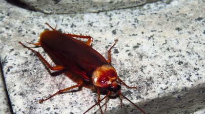 Cockroach Photo
