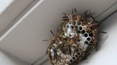 Paper Wasps Photo