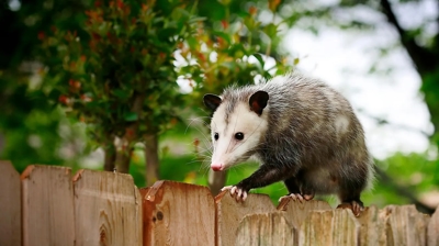 Opossum Photo