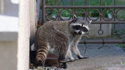 Racoon Photo
