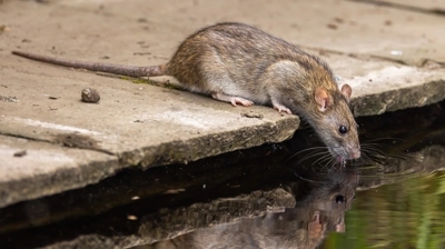 Rat Photo