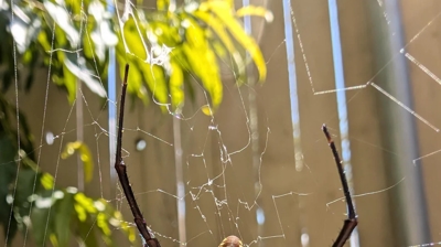 Spider Photo