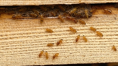 Termites Photo