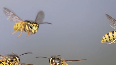 Hornets Photo