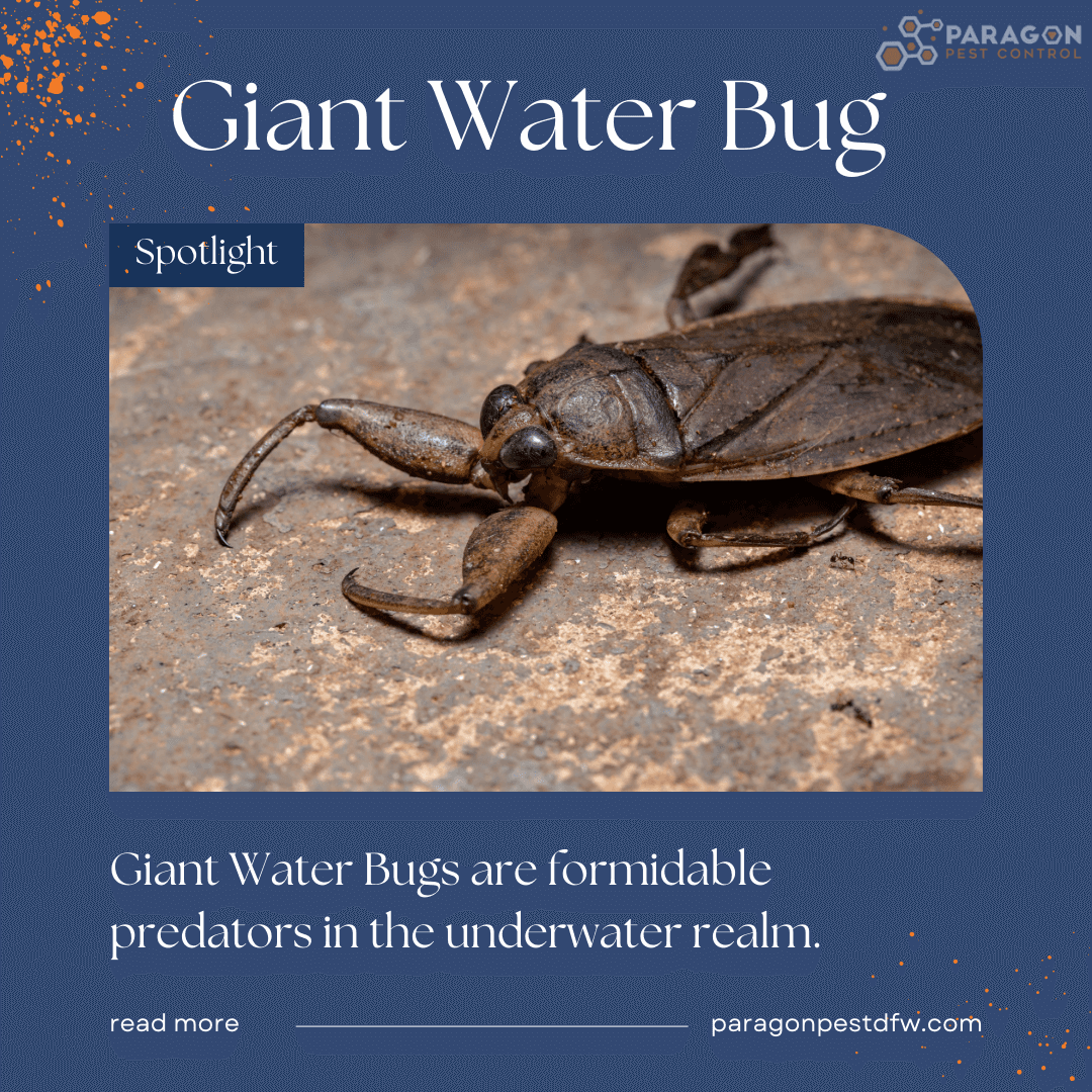 Unveiling the Giant Water Bug (Lethocerus americanus) A Fascinating Aquatic Predator