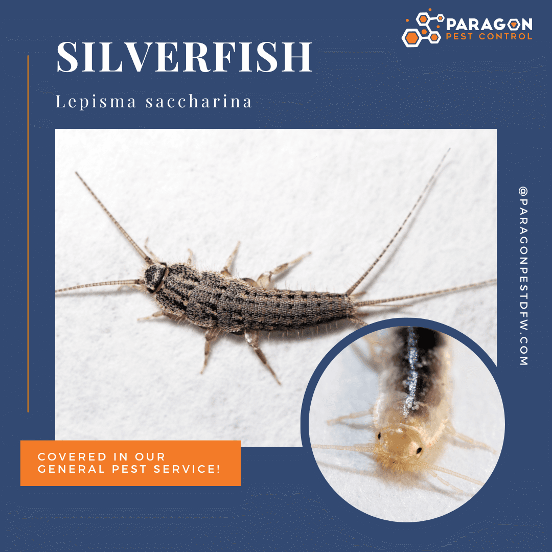 Bug Spotlight on Silverfish Understanding and Controlling These Common