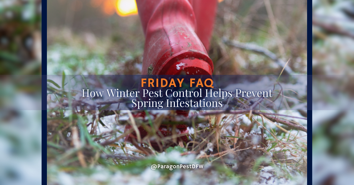 How Winter Pest Control Helps Prevent Spring Infestations