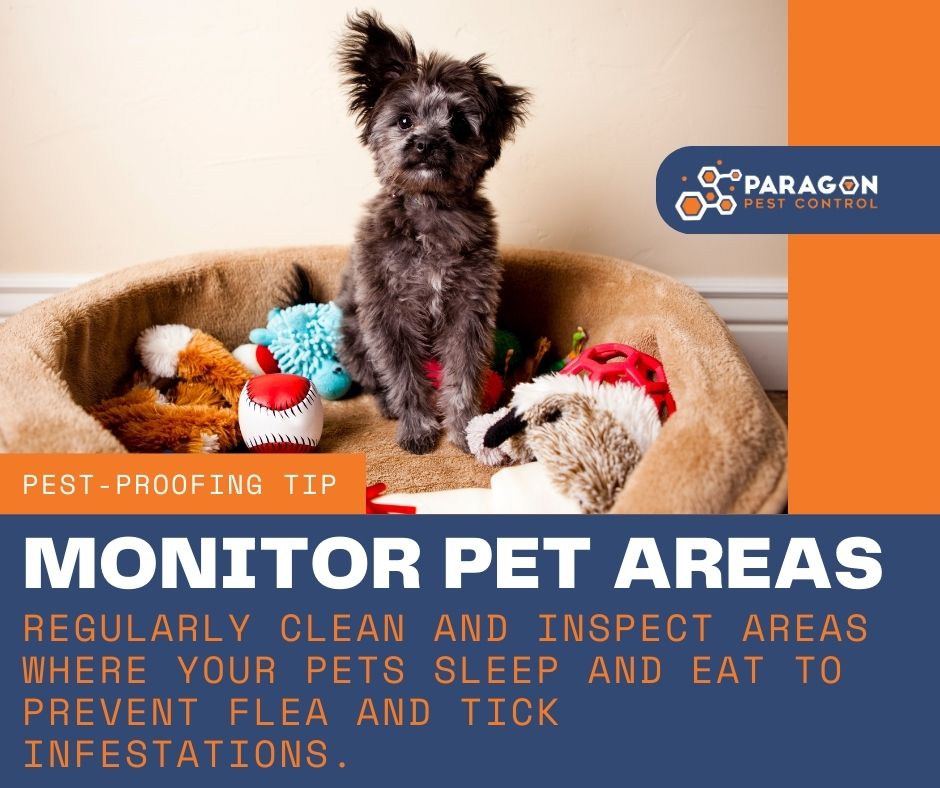 How to Prevent Flea and Tick Infestations in Pet Areas Paragon Pest