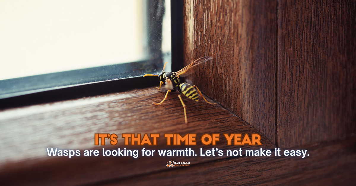 Preventing Winter Wasp Invasions: Tips to Keep Your Home Sting-Free