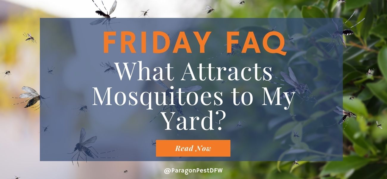 Friday FAQ What Attracts Mosquitoes to My Yard? Mosquito Awareness